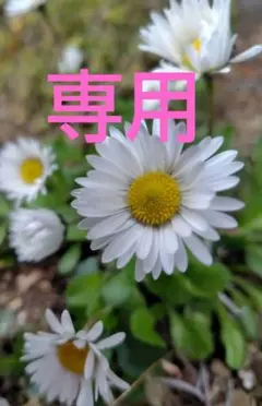 bonbon様の専用です