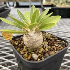 Kazu様 リクエスト 2点 まとめ商品