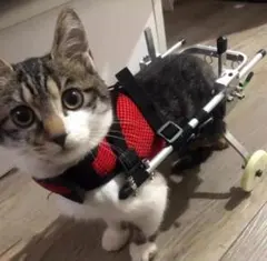 고양이 카트 빨간색과 검은색