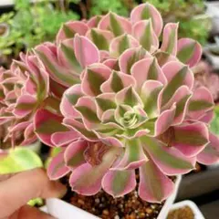 -*-様 B1528-2×20苗ピンクウィッチ抜き苗 多肉植物 エケベリア サボ Yahoo!オークション - 多肉植物 PINK WATERS ピンクウォーター