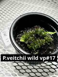 2026年最新】ベイチーワイルド胞子の人気アイテム - メルカリ