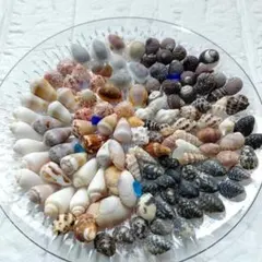 ◉③貝殻セット120個ハンドメイド素材