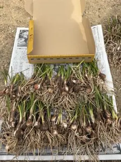 玉すだれ宅急便コンパクトボックスいっぱいのサムネイル