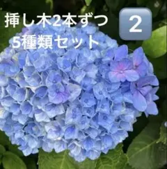 紫陽花 挿し木2本5種セット ネコポス発送のサムネイル