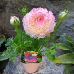 ペグモグ様 リクエスト 2点 まとめ商品