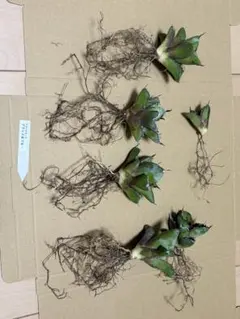 アガベ チタノタ ブラックアンドブルー6株セット