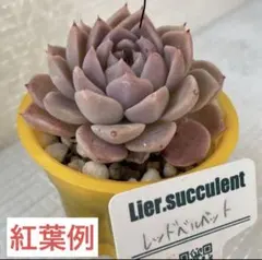 太田様 リクエスト 6点 まとめ商品