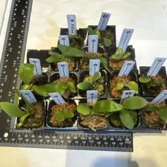 2026年最新】ビカク エルサの人気アイテム - メルカリ