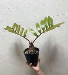 2025年最新】ザミア フルフラセアの人気アイテム - メルカリ