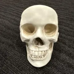 ホワイトスカル置物
