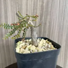 2025年最新】パキプス 鉢の人気アイテム - メルカリ