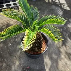 蘇鉄 ソテツ 黄金散り斑入り ドライガーデン 美株 レア 蘇鉄 ソテツ 黄金散り斑入り ドライガーデン 美株 レア