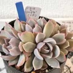 ywbk9983様 リクエスト 2点 まとめ商品 同梱割50円引き適用済み