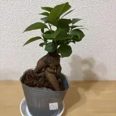 ガジュマル★2