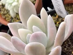 マユ様 リクエスト 2点 まとめ商品