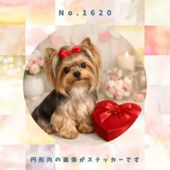 【送料無料】　防水ステッカー　ヨークシャーテリア　バレンタイン　No.1620