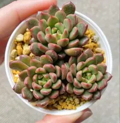 ❣️大苗♡パーフェクトフェアリー❣️現品 エケベリア 寄せ植え 多肉