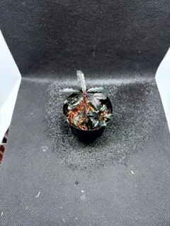 petery様 リクエスト 2点 まとめ商品