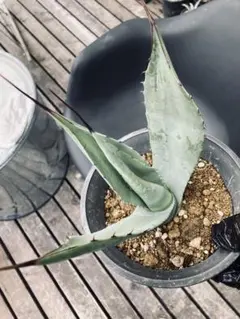 よしさん様 リクエスト 2点 まとめ商品