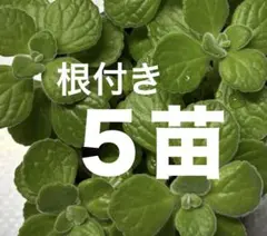 アロマティカス 根付き ハーブ 苗 画像の全部