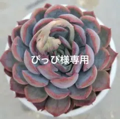 ぴっぴ様 リクエスト 2点 まとめ商品