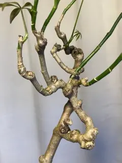 最高です Schefflera 'Compacta ' 古木 観葉盆栽 - メルカリ