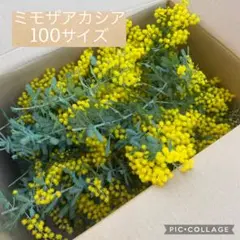 2026年最新】フレッシュミモザ 100の人気アイテム - メルカリ