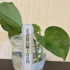 ネコポス　Fumie様 リクエスト 3点 まとめ商品