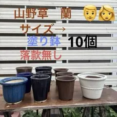 山野草　蘭　10高さ高めのサムネイル