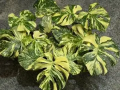 2026年最新】モンステラ クリームブリュレの人気アイテム - メルカリ