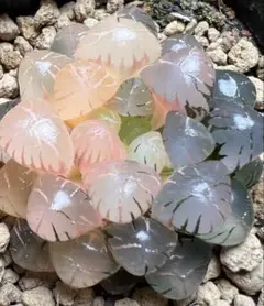 か*り様 多肉植物　ハオルチア　OB-1紫オブツーサ錦　鮮明錦