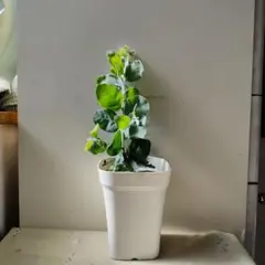 *KK*様 リクエスト 2点 まとめ商品