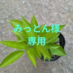 エルダーフラワー・紫式部　同梱