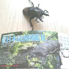 [パーツ欠品あり] ユージン 原色日本昆虫図鑑Ⅱ オキナワマルバネクワガタ