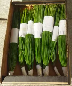 2025年最新】松の葉の人気アイテム - メルカリ