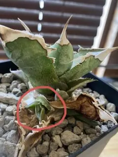 芽*々様 アガベ 流星 カキコのサムネイル