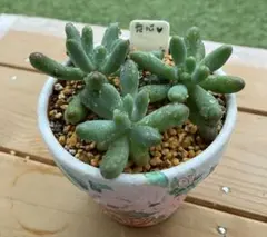 Rose様 リクエスト 2点 まとめ商品