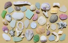 【360】天然 貝殻 シーグラス 巻貝 二枚貝 一枚貝 サンゴ かけら セット