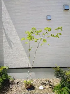 mayu様 リクエスト 2点 まとめ商品