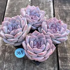 NEW❗️065多肉エケベリア　パープルクリスタル　抜き苗数量限定品　4苗セット❣️