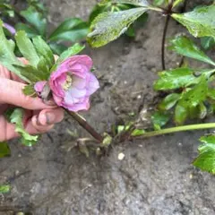 2026年最新】クリスマスローズ 株の人気アイテム - メルカリ