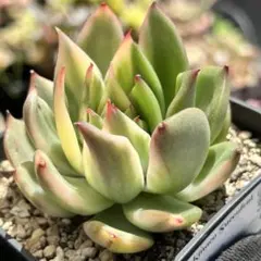 韓国苗 シャネル錦 多肉植物 エケベリア 極美株 抜き苗 - メルカリ