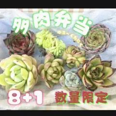 は*ま様 限定！ゆる〜く可愛い多肉植物セットA 8+1個