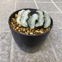 2025年最新】玉扇 ハオルチアの人気アイテム - メルカリ