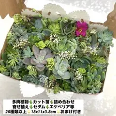 多肉植物 カット苗 セダム エケベリア等 20種類以上 18x11x3.8cmのサムネイル