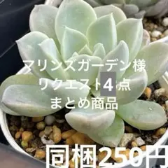 マリンズガーデン様 リクエスト 4点 まとめ商品
