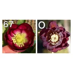 2026年最新】キラメキ クリスマスローズの人気アイテム - メルカリ