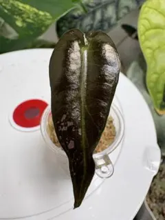 ★愛夏Garden★3/27発送予定様 リクエスト 2点 まとめ商品