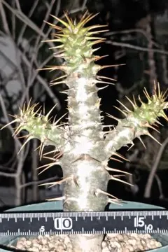 Conophytum bilobum aff .EA272 分株苗 - メルカリ