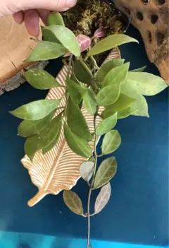 2025年最新】ホヤ ラクノーサの人気アイテム - メルカリ